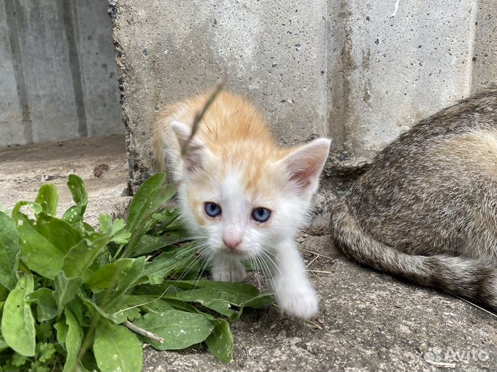 Котята в добрые руки бесплатно