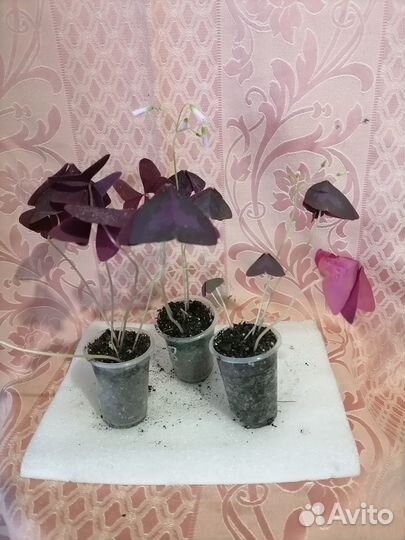 Кислица, бабочка, оксалис