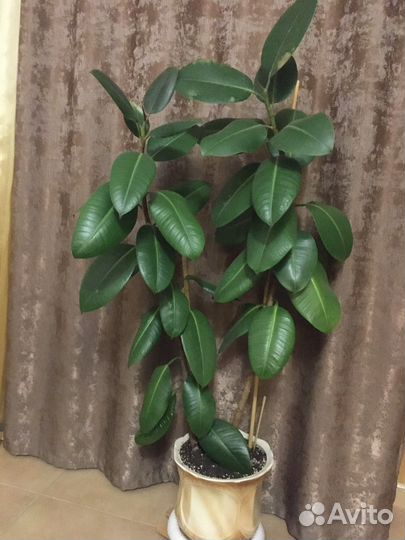 Фикус Бенджамина