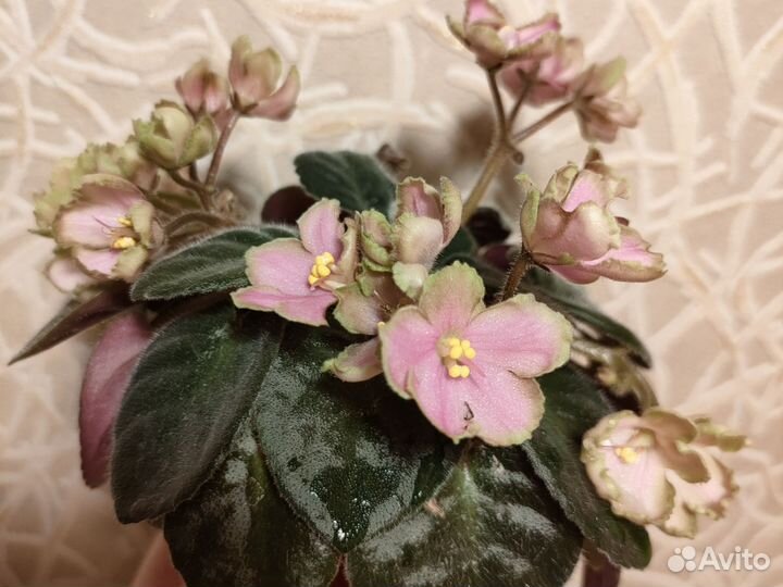 Мини-фиалка спорт