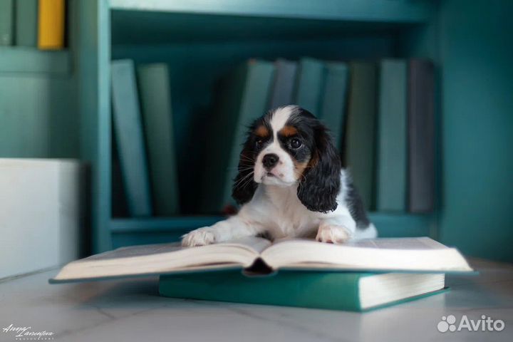 Щенки Кавалер Кинг Чарльз Спаниель