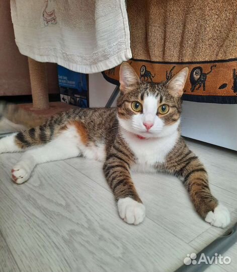 Кот Изюм ищет хозяев