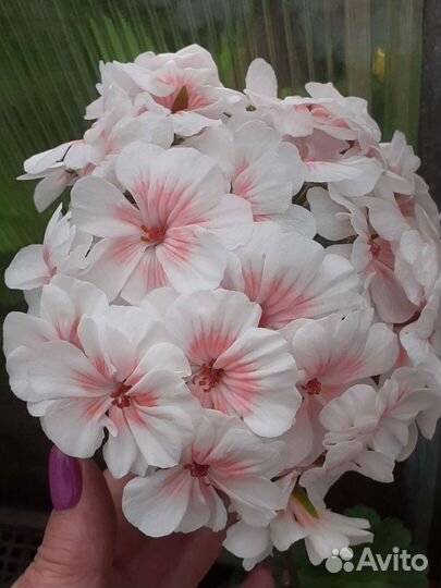 Пеларгонии сортовые