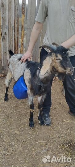 Англо нубийские козел вязка