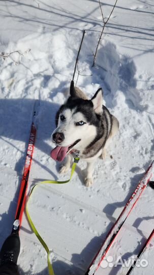 Сибирский хаски