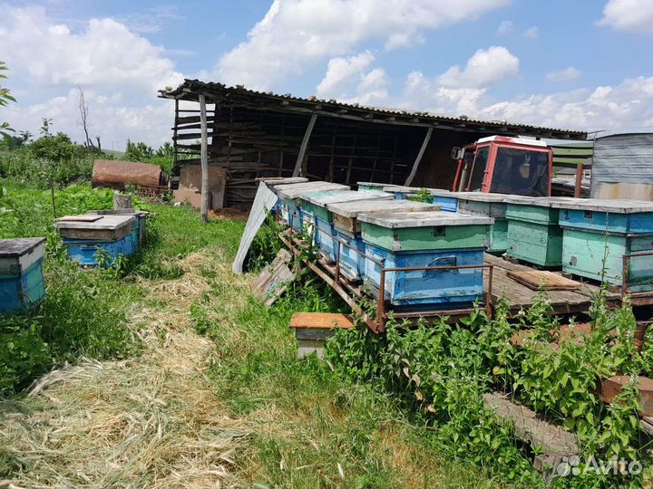 Пчелы улья пасеку