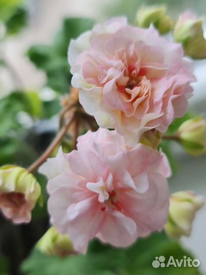 Пеларгонии сортовые