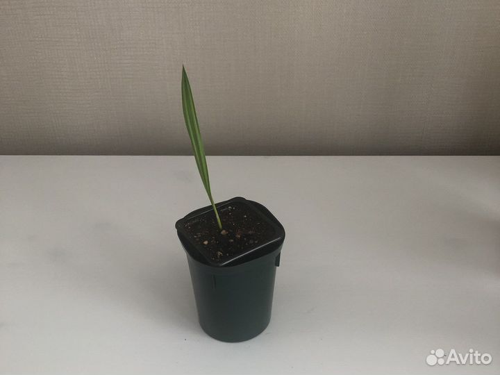 Пальма Вашингтония и Трахикарпус сеянцы