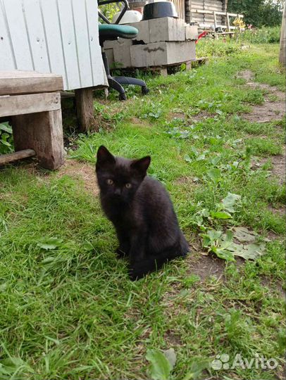 Отдам котенка кошечку чëрную в добрые руки