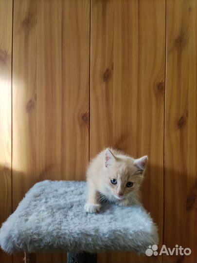Кошка в дар бесплатно