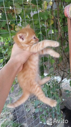 Котята 1,5мес