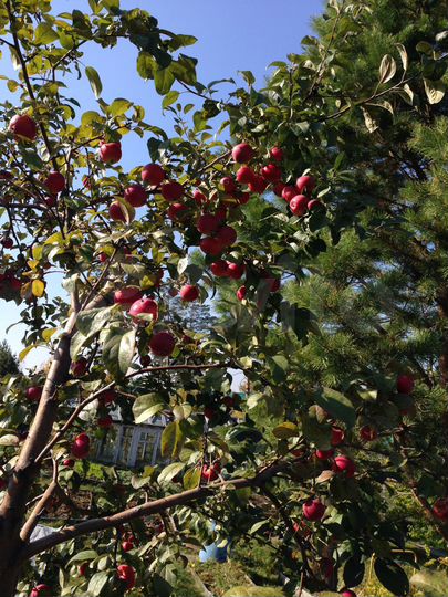 Участок 10 сот. (СНТ, ДНП)