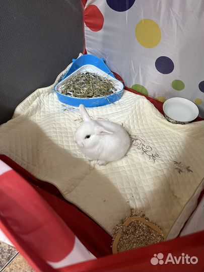 Декоративные кролики