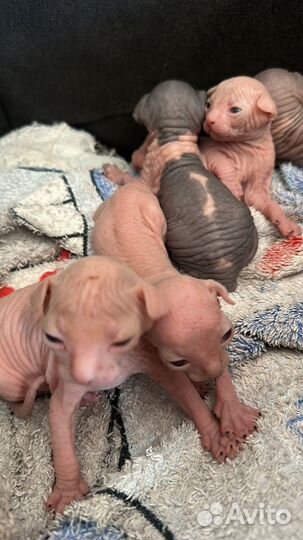 Роликовые коньки женские 37