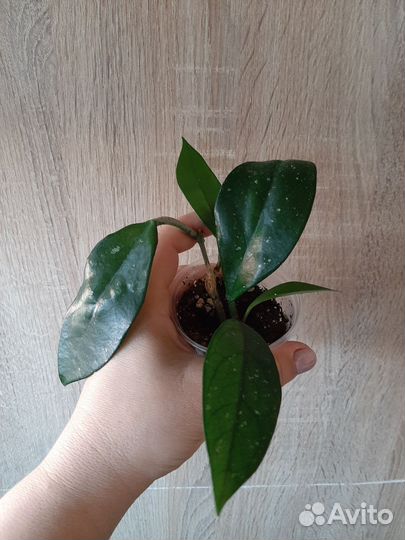 Комнатные цветы