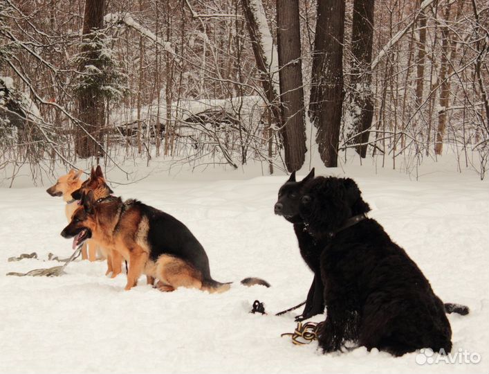 Дрессировка собак в Московской области с выездом
