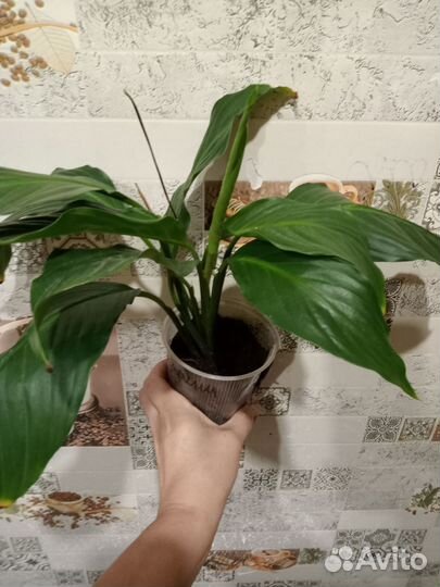 Спатифилум