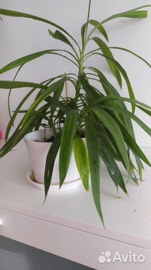 Комнатные растения