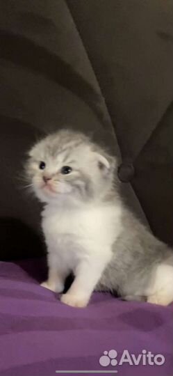 Шотландские малыши в резерв