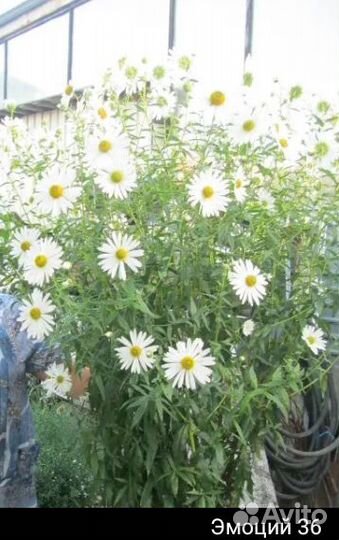 Цветок ромашка элитная многолетняя