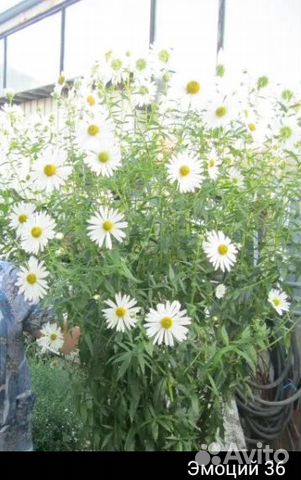 Цветок ромашка элитная многолетняя