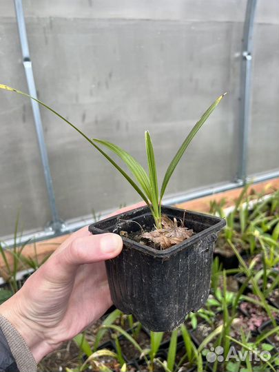 Трахикарпус форчуна