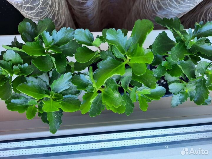 Каланхоэ цветущий