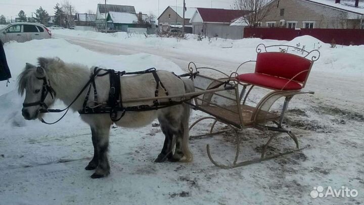 Прогулки на лошадях