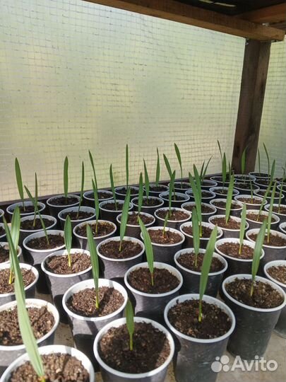 Саженцы пальм Сабаль малый и Вашингтония