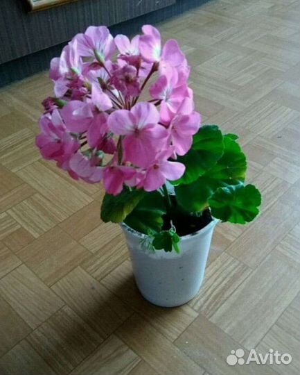 Пеларгония герань
