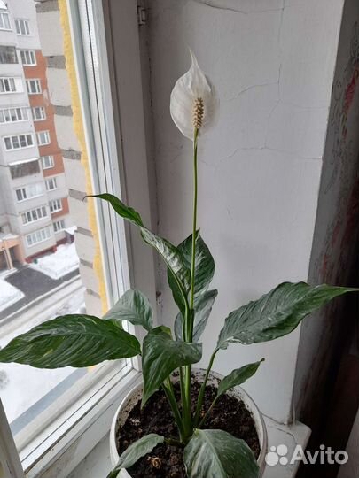 Женское счастье или Спатифиллум