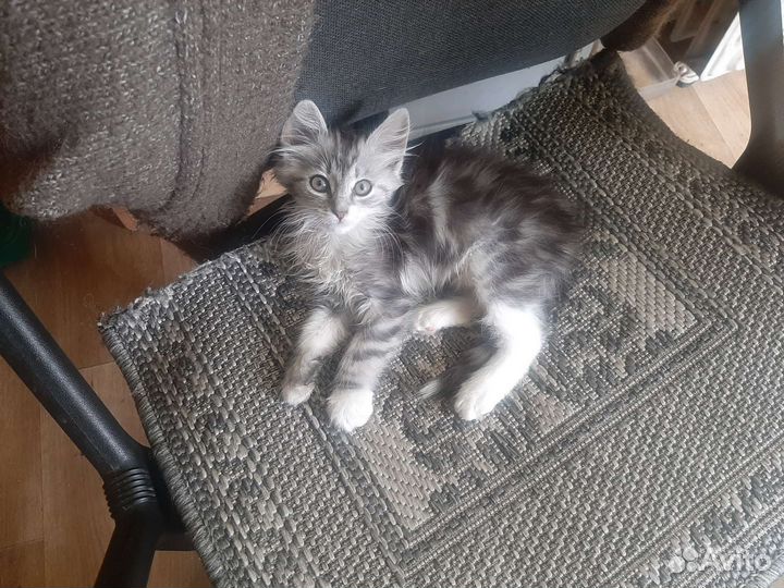 Пушистый котенок в добрые руки