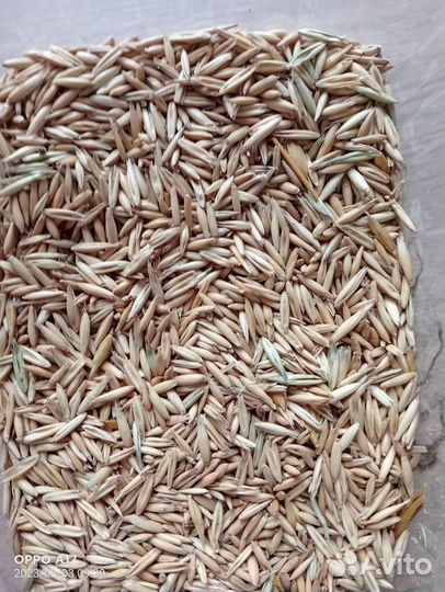 Зерно и зерноотходы овса