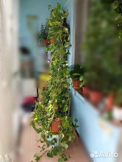 Эпипремнум золотистый сциндапсус, растение