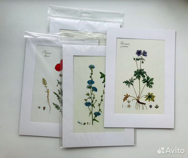 Картина/постер/иллюстрация Ботаника