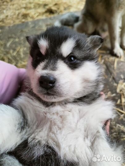Аляскинский маламут щенки