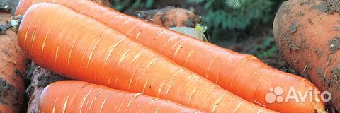 Семена Моркови 