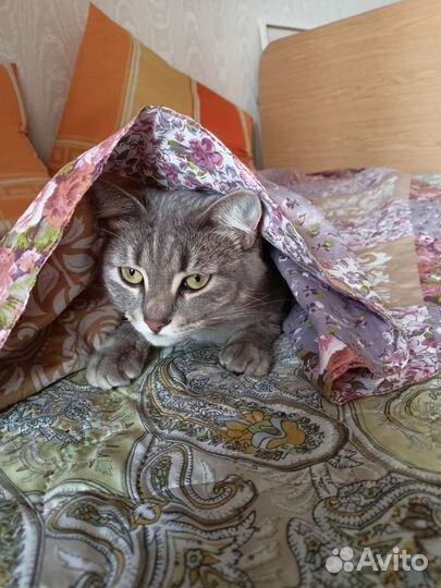 Стрижка собак и кошек