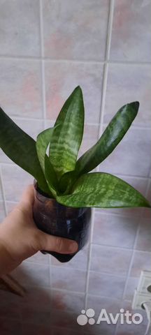 Сансевиерия,щучий хвост,тёщин язык