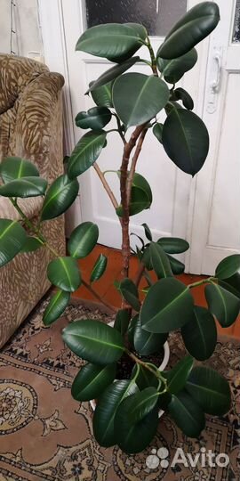 Фикус Эластика