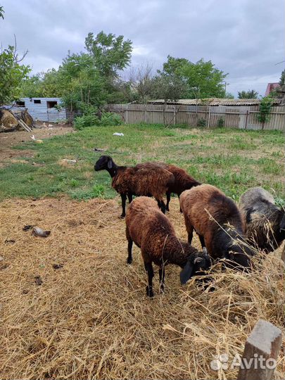 Овцы котные