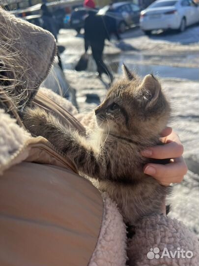 Котенок мальчик бесплатно