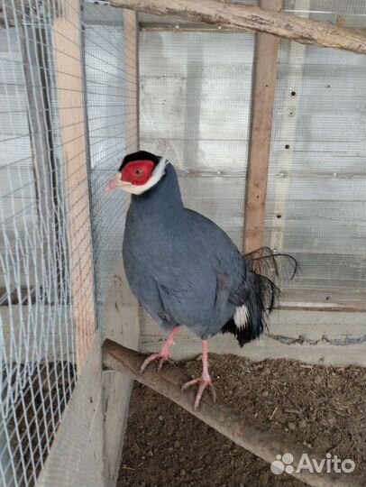 Фазаны: серебряный (пара), золотой (самцы)