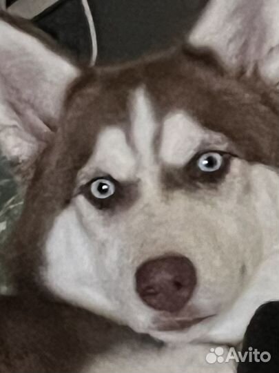 Щенок хаски в добрые руки