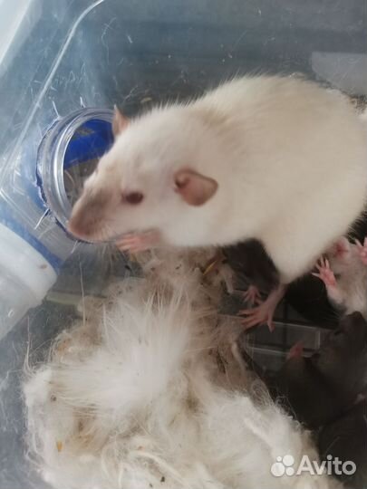 Продам крысят дамбо