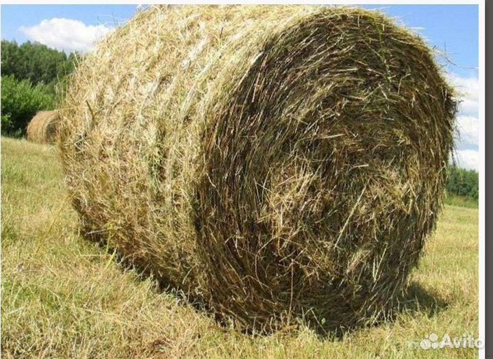 Сено в тюках и рулонах Солома