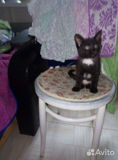 Котята бесплатно