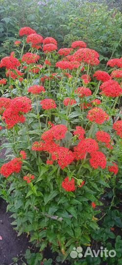 Лихнис или турецкая гвоздика