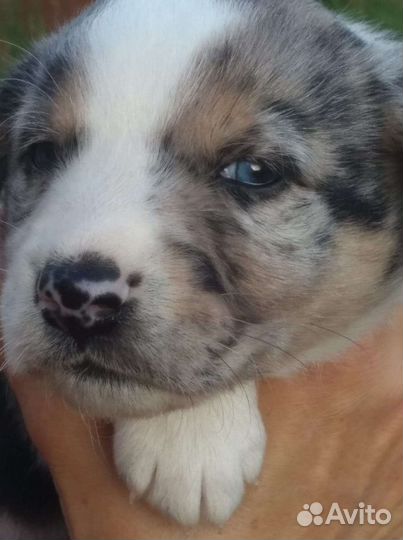 Щенки ретривера