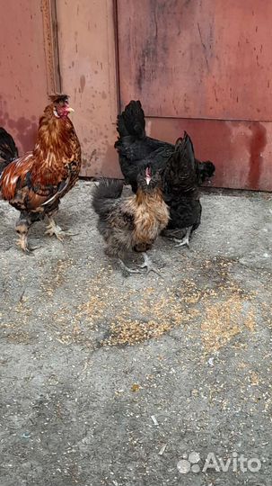 Гусята, индюшата, куры Брама и хохлатые, индоутята